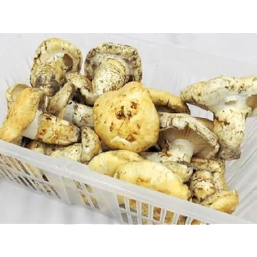 Amazon.co.jp ほしい物ランキング: 松茸 で、ほしい物リストと